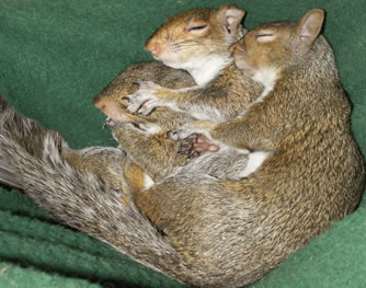 Where do squirrels sleep in winter?