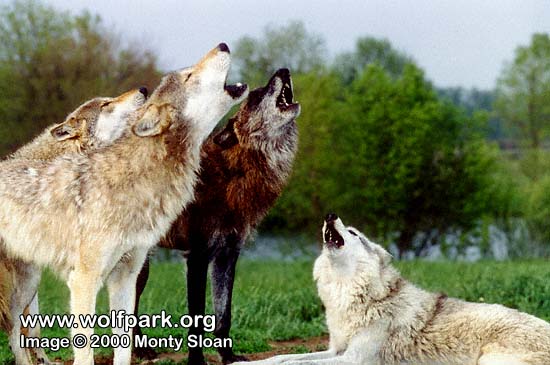 wolves howling