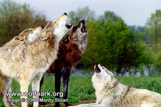 Pictures Of Wolves Howling. wolves howling