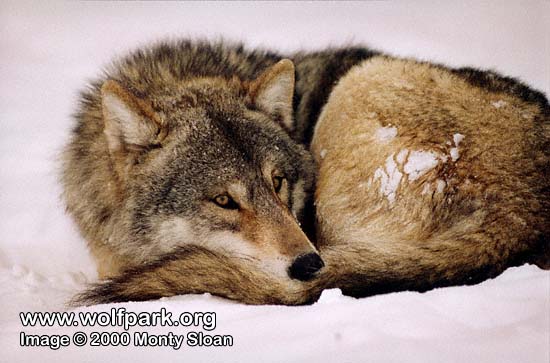 wolf napping