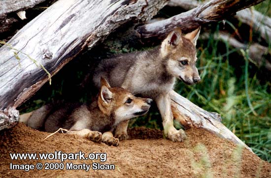 eastern timber wolf pups