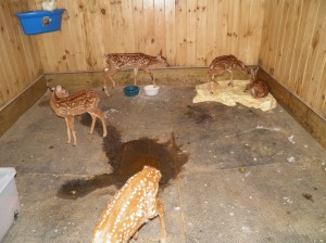5 fawns