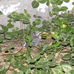 New Yorkers Climb Fire Escape to Rescue Baby Blue Jay