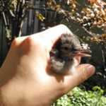 New Yorkers Climb Fire Escape to Rescue Baby Blue Jay