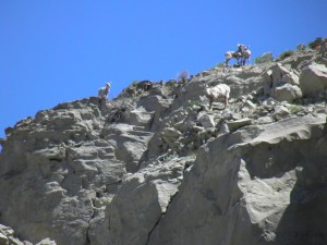 Yellowstone Mountain Goats