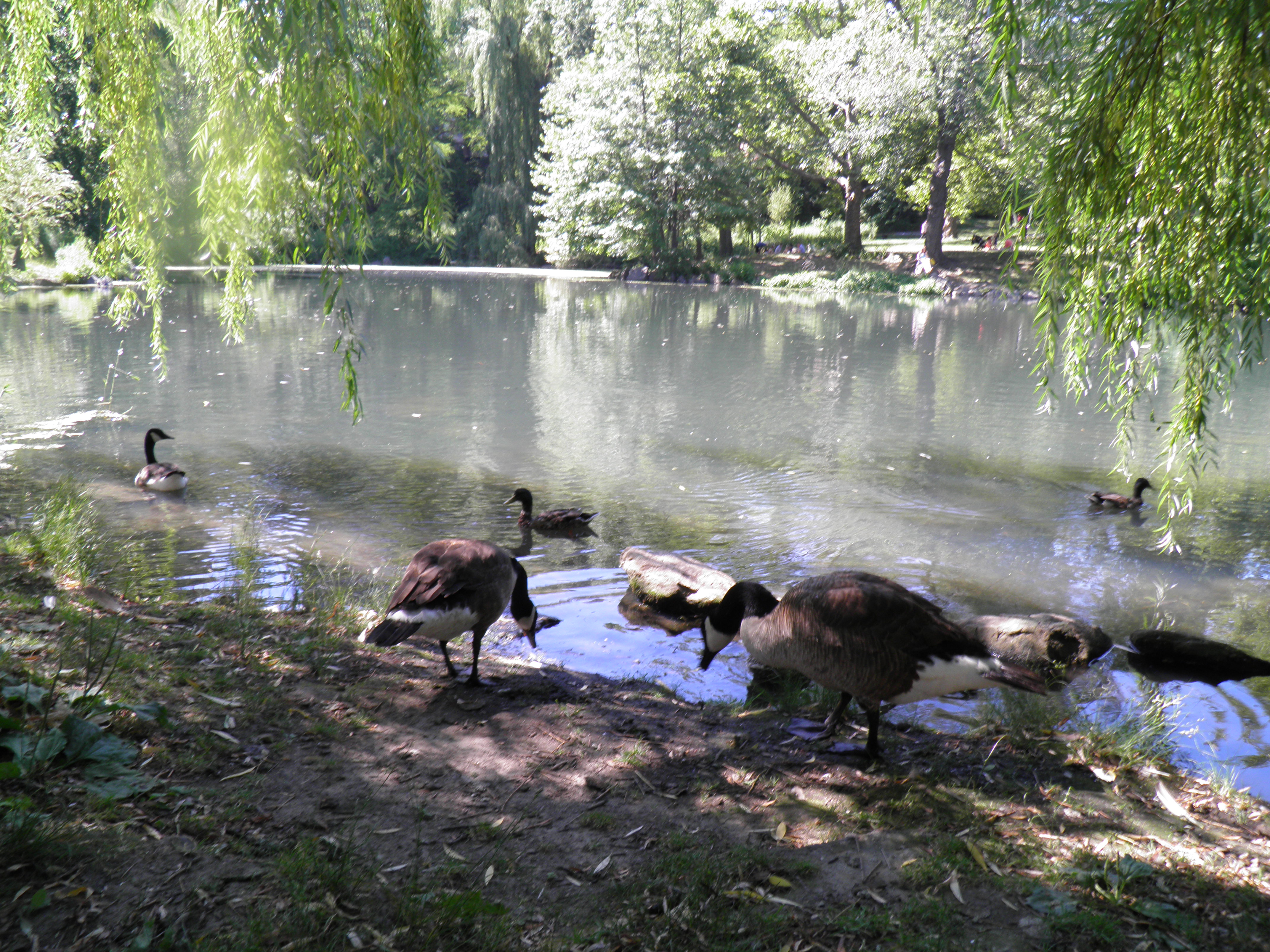 Canadian Geese at Prospect Park 11x14 Print