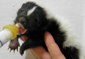 skunk drinking