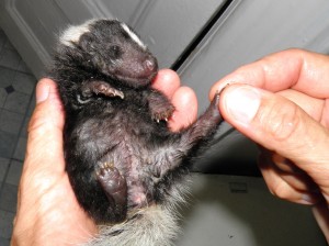 Skunk toes