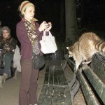 central park raccoon