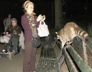 central park raccoon