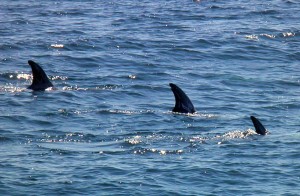 Risso's dolphin fin
