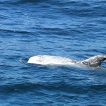 Scratched body of Risso's Dolphin