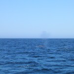 blue whale spout