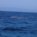 terrible blue whale picture