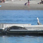 sea lion santa barbara harbor