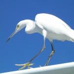 Delicate Snowy Egret