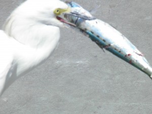 Snowy Egret steals fish