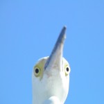 Creepy Yellow Eyes of the Snowy Egret