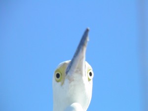 Creepy Yellow Eyes of the Snowy Egret