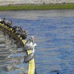 Pelicans and Anhingas, Ballona Creek