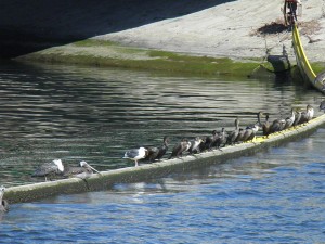 Pelicans and Anhingas, Ballona Creek