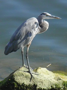 Blue Heron, Ballona Creek