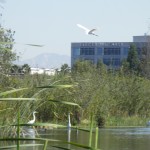 Freshwater Marsh, Ballona Wetlands