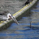 Pelicans annoyed with Anhinga, Ballona Creek