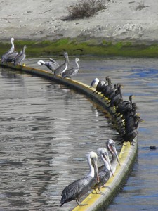 Pelicans with Anhinga, Ballona Creek