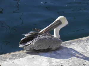 Grooming Pelican, Marina Del Rey