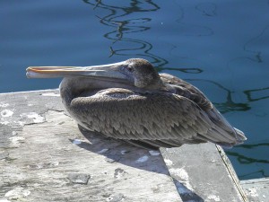 Resting Pelican Marina Del Rey