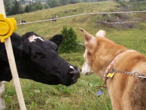 Jolly meets a cow