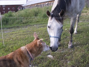 Jolly Meets a Horse