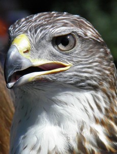 Ferringous Hawk