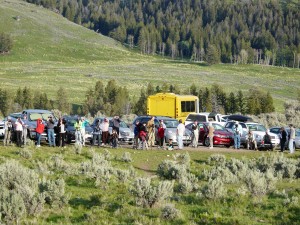 A Huge Crowd Wolf Watching in Yellowstone