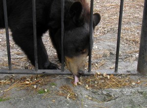 Popcorn Park Zoo Bear licks up peanut