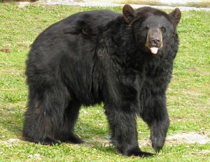 Popcorn Park Zoo Black Bear Sticks Out Tongue