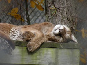popcorn park zoo sleepy cat