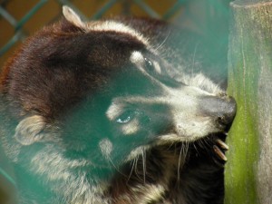 Popcorn Park Zoo Coati Cocoa