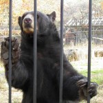 Popcorn Park Zoo Black Bear Sister Sits Up