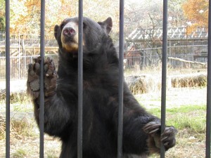 Popcorn Park Zoo Black Bear Sister Sits Up