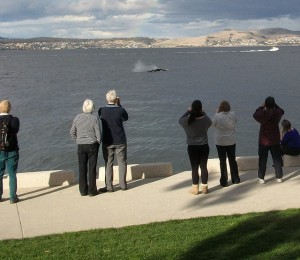 rightwhalecalf Right whale calf born in Derwent River, Hobart, Tasmania