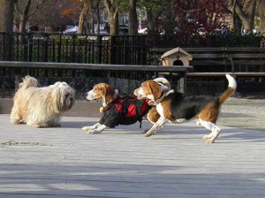 Moxie and Huck love playing at the Tompkins Square Dog Run