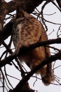 great horned owl