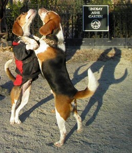 Waltzing Beagles