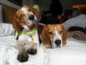 beagles on a bed