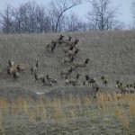 Elk on the move