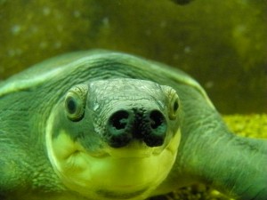 pig-nosed turtle (Carettochelys insculpta)