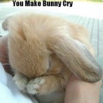 You Make Bunny Cry