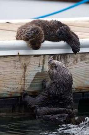 otter family on wild kingdom